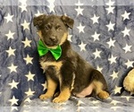 Small Photo #1 Australian Shepherd-German Shepherd Dog Mix Puppy For Sale in LANCASTER, PA, USA