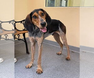 Mutt Dogs for adoption in Low Moor, VA, USA
