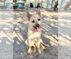 Levi - Female Mutt Dog for Adoption - Photo #2