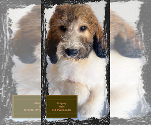 Pyredoodle Puppy for sale in AQUILLA, TX, USA