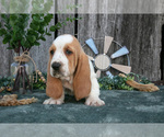 Small #1 Basset Hound