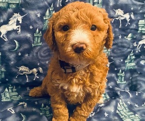 Goldendoodle Puppy for Sale in ALVA, Florida USA
