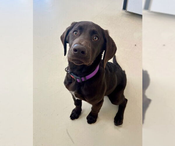 Medium Photo #1 Labrador Retriever-Unknown Mix Puppy For Sale in Webster, WI, USA