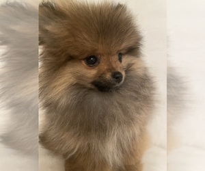Pomeranian Puppy for sale in BORING, OR, USA
