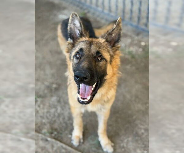 Medium Photo #2 German Shepherd Dog-Unknown Mix Puppy For Sale in Riverside, CA, USA