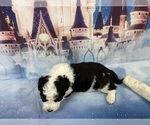 Small Photo #9 Aussiedoodle Miniature  Puppy For Sale in COMMERCE, MI, USA