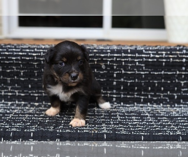 Medium Photo #7 Miniature American Shepherd Puppy For Sale in DAWSON, GA, USA