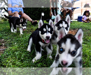 Siberian Husky Puppy for sale in LONGVIEW, TX, USA