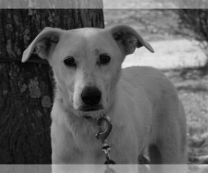 Labrador Retriever-Whippet Mix Dogs for adoption in Attalka, AL, USA