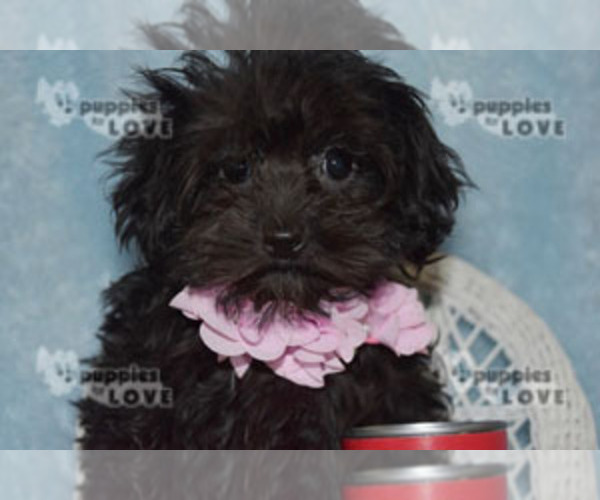 Medium Photo #13 Poodle (Toy)-Yorkshire Terrier Mix Puppy For Sale in SANGER, TX, USA