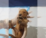 Small #4 Golden Retriever
