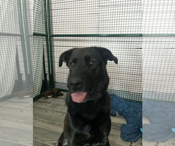 Medium Photo #2 Labrador Retriever-Unknown Mix Puppy For Sale in Calgary, Alberta, Canada