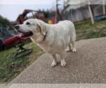 Small Photo #2 English Cream Golden Retriever Puppy For Sale in CITRUS HEIGHTS, CA, USA