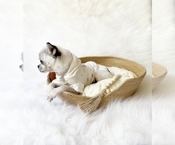 Medium Photo #7 Chihuahua Puppy For Sale in SACRAMENTO, CA, USA