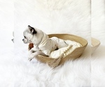 Small #6 Chihuahua