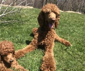 Father of the Poodle (Standard) puppies born on 06/12/2023
