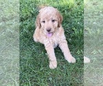 Puppy Colby Aussiedoodle