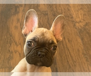 French Bulldog Puppy for sale in MIAMI, OK, USA