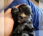 Puppy Puppy 2 Cocker Spaniel