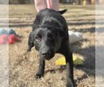 Small #3 Labrador Retriever Mix