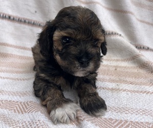 Poovanese Puppy for sale in GILLETT, PA, USA