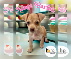 Dachshund Dogs for adoption in Menifee, CA, USA