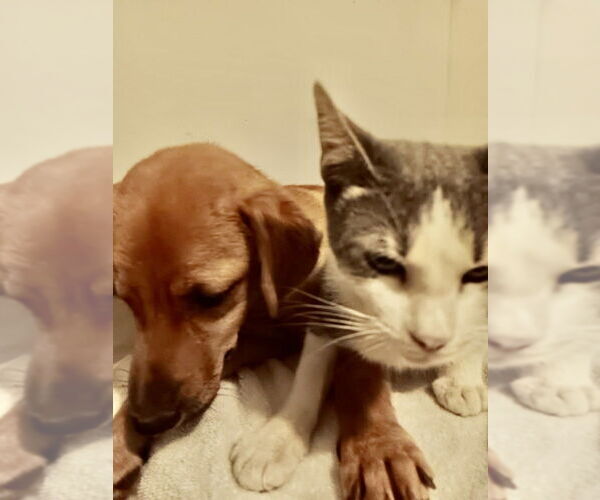 Medium Photo #3 Chiweenie Puppy For Sale in San Diego, CA, USA