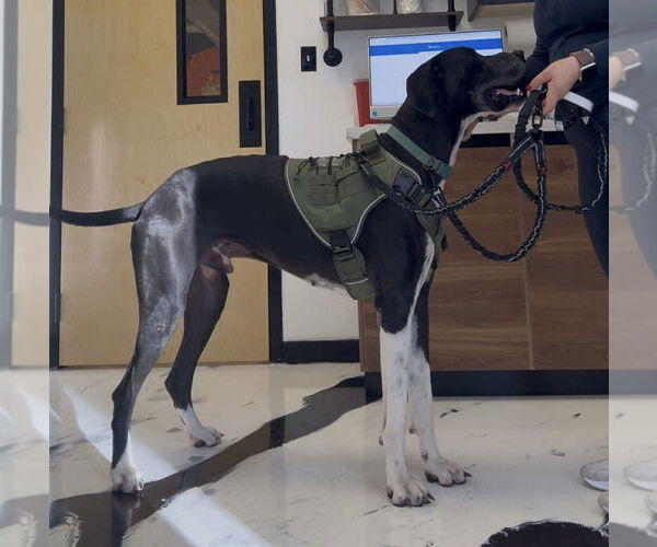 Medium Photo #5 Great Dane Puppy For Sale in Bullard, TX, USA