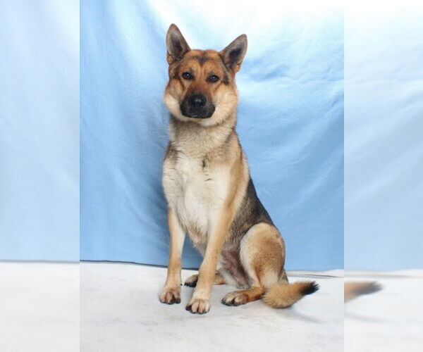 Medium Photo #2 German Shepherd Dog Puppy For Sale in Burbank, CA, USA