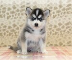 Small #3 Pomsky