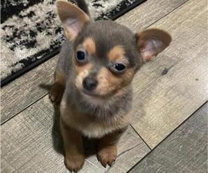 Chihuahua Puppy for Sale in POMONA, California USA