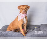 Small #19 American Staffordshire Terrier Mix