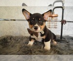 Small Pembroke Welsh Corgi