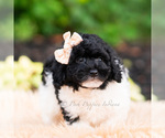 Small #4 Goldendoodle (Miniature)
