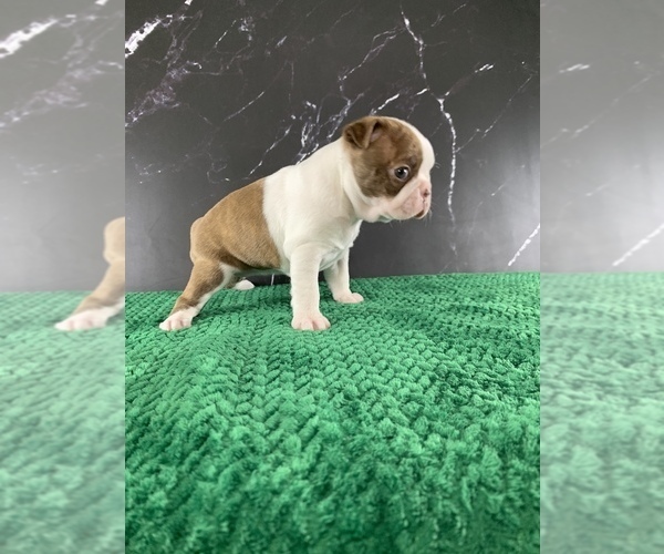 Medium Photo #23 Boston Terrier Puppy For Sale in TULARE, CA, USA