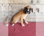 Litter of 9 - Male(s) and Female(s) BoxerLitter of Puppies for Sale - Photo #23