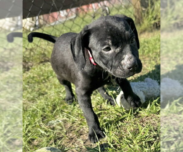 Medium Photo #3 Bulldog-Unknown Mix Puppy For Sale in Tarrytown, GA, USA