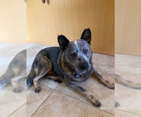 Medium Photo #1 Mutt Puppy For Sale in Garden City, NY, USA