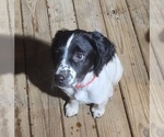 Small Photo #5 English Springer Spaniel Puppy For Sale in LINCOLN, NE, USA