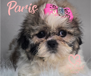 Shih Tzu Puppy for sale in ELMHURST, IL, USA