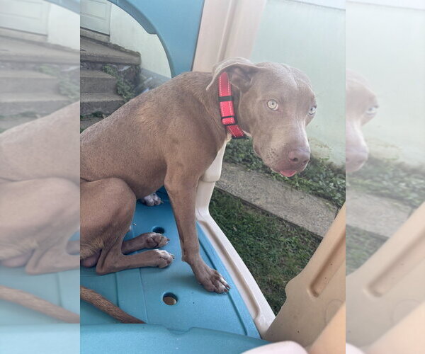 Medium Photo #1 Mutt Puppy For Sale in Wenonah, NJ, USA