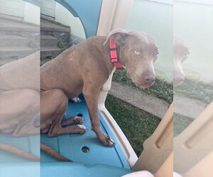 Mutt Dogs for adoption in Wenonah, NJ, USA