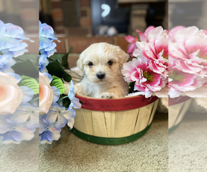 Mal-Shi Puppy for sale in MURFREESBORO, AR, USA
