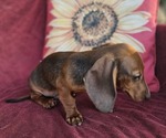 Small #2 Dachshund