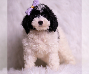 Medium Goldendoodle (Miniature)