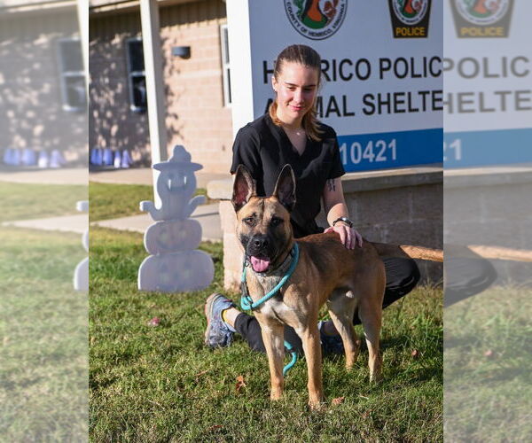 Medium Photo #2 Mutt Puppy For Sale in Glen Allen, VA, USA