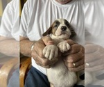 Puppy Stella Saint Bernard