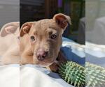 Small #2 Boxer