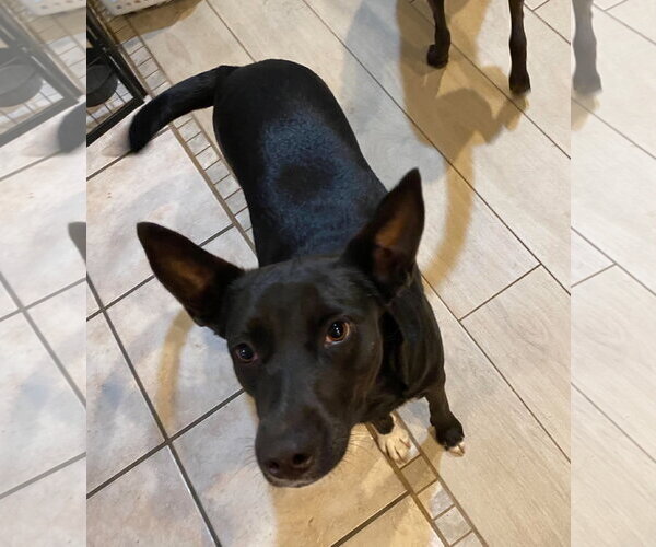 Medium Photo #8 Mutt Puppy For Sale in Palatka, FL, USA