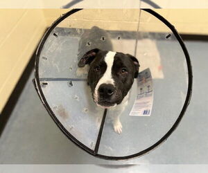 American Pit Bull Terrier-Unknown Mix Dogs for adoption in Denver, CO, USA